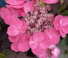 bloomin easy hydrangea pink dynamo