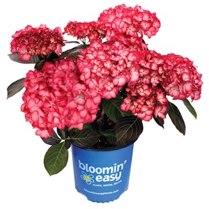 bloomin easy hydrangea kimono