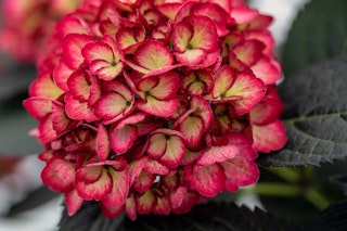 endless summer hydrangea eclipse