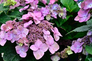 endless summer hydrangea pop star