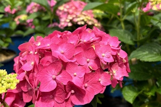 endless summer hydrangea summer crush