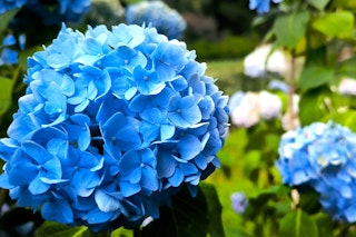 endless summer hydrangea the original