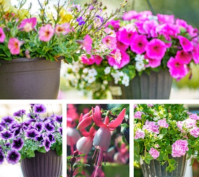 hanging baskets petunias, fuchsias, assorted flowers