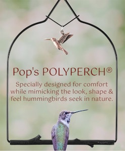 pops birding polyperch hummingbird swings