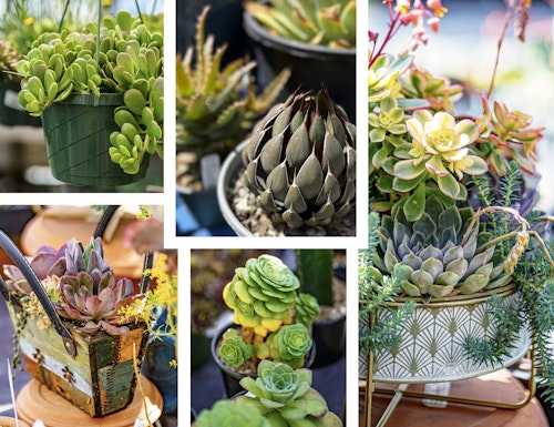 assorted succulents and cacti in hanging baskets, containers and ready to plant