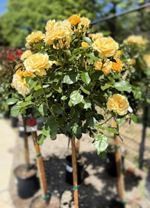 tree rose yellow