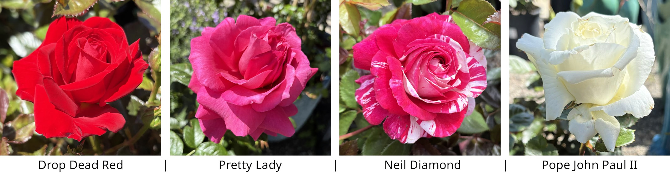 bush roses late spring varieties bush roses late spring varieties drop dead red, pretty lady, neil diamond and pope john paul