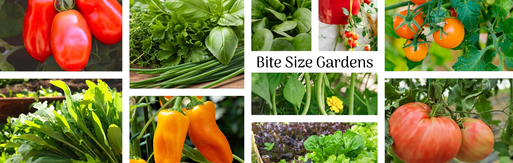 bite size gardens banner tomatoes, peppers, beans, lettuce and herbs