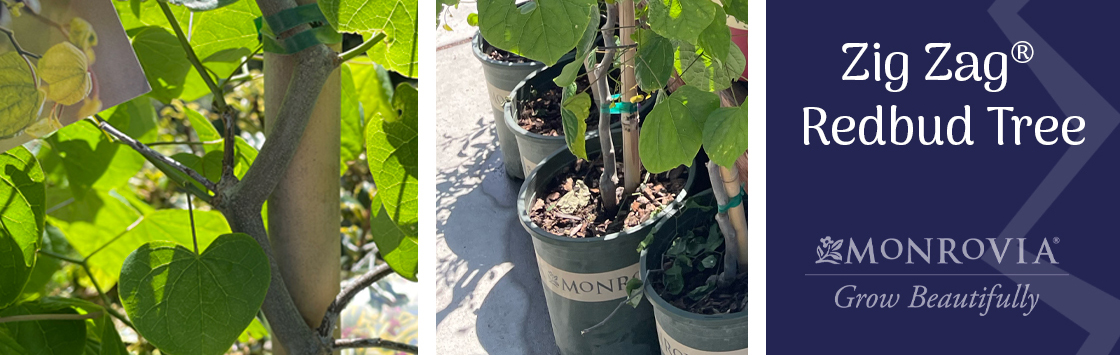 zig zag redbud tree monrovia grow beautifully