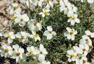 A close up of the desert zinnia plant with beautiful white blooms.