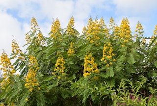 Yellow flowers blooming on the senna plant.