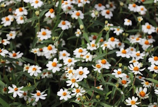 A closeup of white blackfoot daisies growing outside.