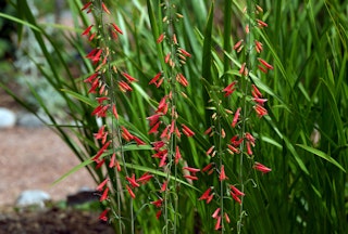 A closeup of a firecracker penstemon plant blooming with red flowers in the garden.