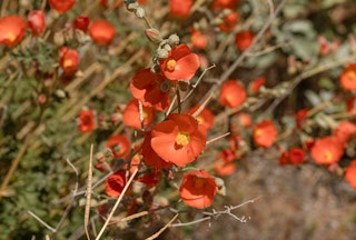 Tangerine orange globe mallow flowers blooming in the desert.