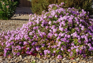 Purple trailing lantan growing in the ground surrounded by rocks and other plants in the background.