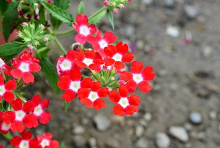 Trailing Verbena Bright red and white trailing verbena flowers in bloom.