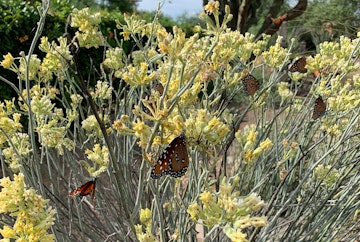 Numerous Monarch butterflies on a yellow desert milkweed plant.