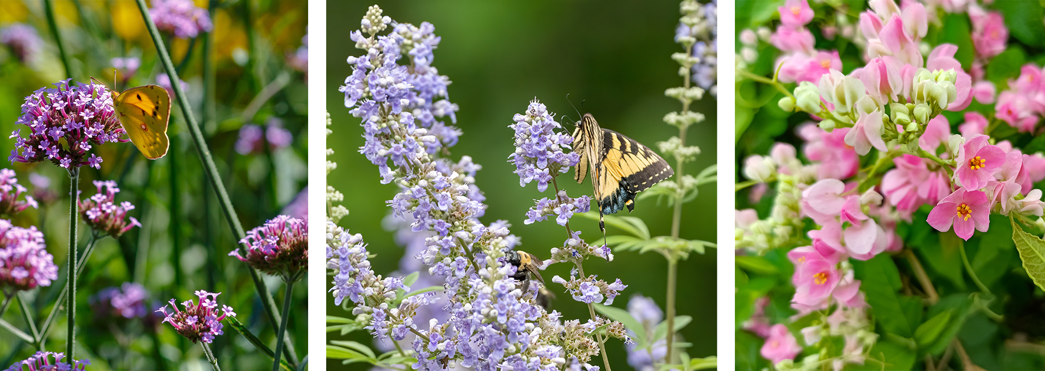19 Plants that Attract Butterflies - with photo of colorful orange, black and white butterfly on orange and yellow lantana flowers