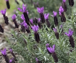 anouk primavera lavender