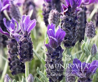 anouk purple flare lavender monrovia grow beautifully