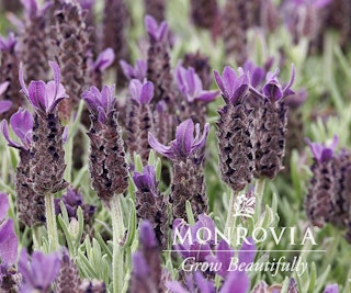 anouk purple medley lavender monrovia grow beautifully anouk purple medley lavender monrovia grow beautifully
