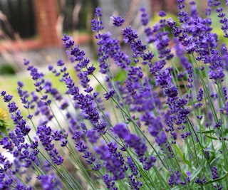 hidecote lavender hidecote lavender
