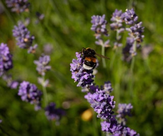 thumbelina leigh lavender