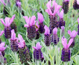 anouk lavender
