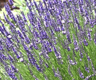 grosso lavender