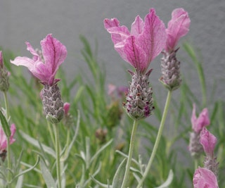 javelin fort deep rose lavender javelin fort deep rose lavender