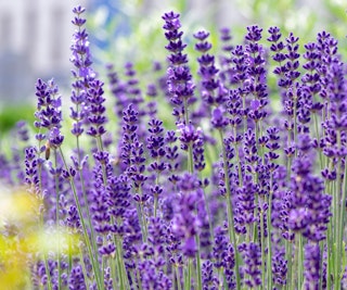 lavandula lavender