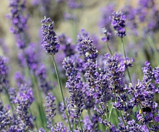 munstead lavender