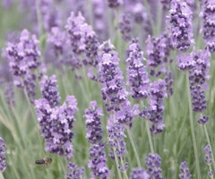 provence lavender