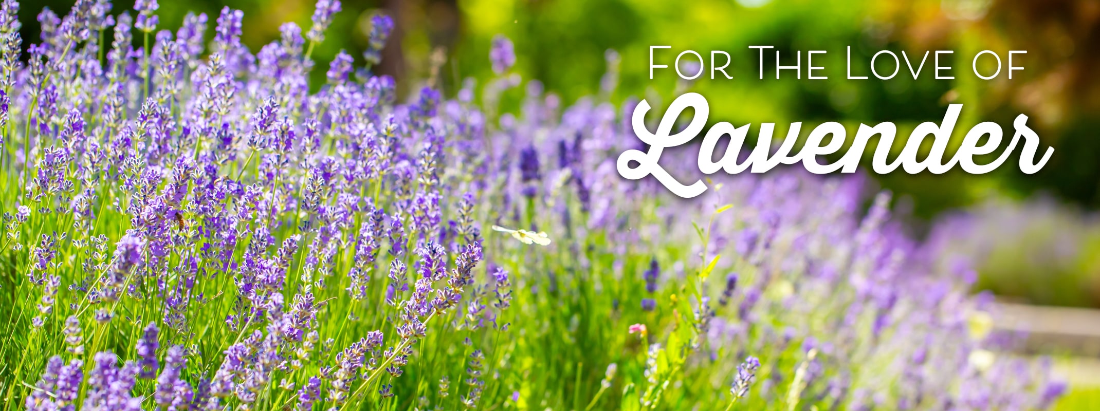 for the love of lavender lavender in garden