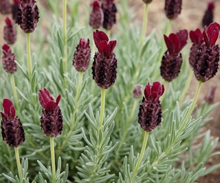 anouk burgundy lavender