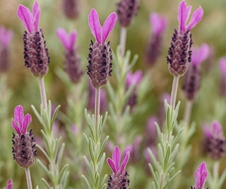 otto quast lavender