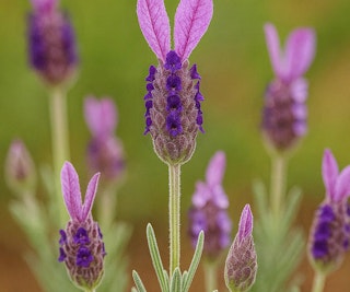 javelin for deep purple lavender