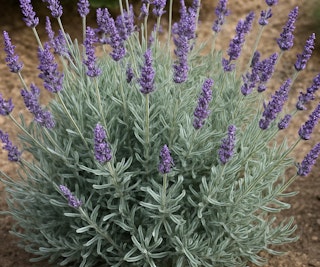 goodwin creek lavender