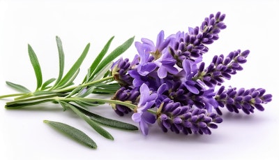 cut lavender on white