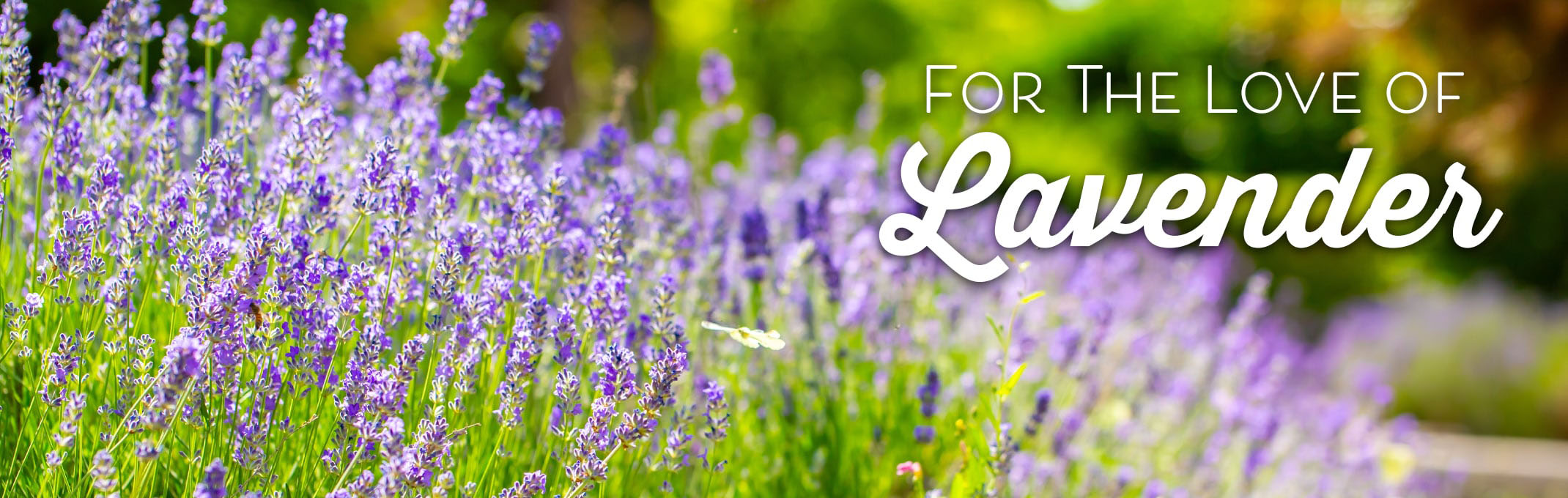 for the love of lavender