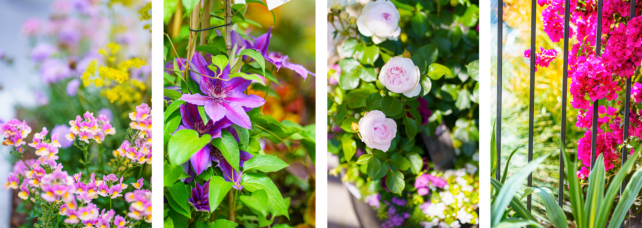 4 different flowering plants: Lantana, Italian leather flower, roses, and bougainvillea.