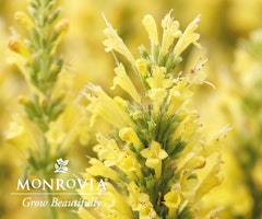 agastache poquito yellow monrovia