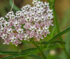 asclepias fascicularis milkweed