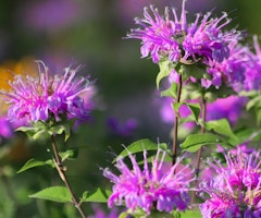 bee balm
