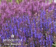 salvia nemerosa apex monrovia