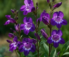 purple beardtongue