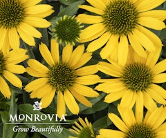 echinacea kismet monrovia
