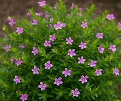 false heather