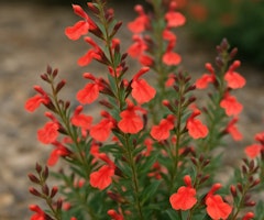 heatwave blast sage salvia