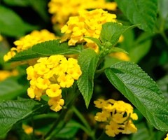lantana fiesta pina yellow lantana fiesta pina